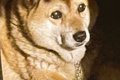 犬の頭に『影が落ち…の画像