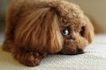 犬が『楽しくない』…の画像