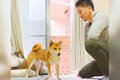 犬の目の前で『石に…の画像