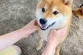 柴犬に『ある言葉』…の画像