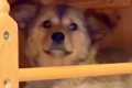『元野犬の赤ちゃん…の画像