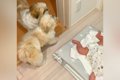 赤ちゃんがいきなり…の画像