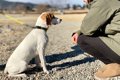 犬が『初めて会った…の画像
