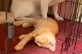 子猫に自分のお部屋…の画像