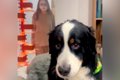 大型犬の背後に『マ…の画像