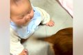 赤ちゃんが『犬のし…の画像