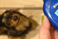 ご飯の時、犬がよく…の画像