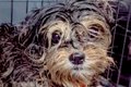 犬の多頭飼育崩壊で…の画像