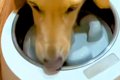 犬の『早食い防止用…の画像