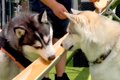 暑い日、大型犬たち…の画像