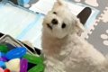 おもちゃを探しなが…の画像