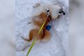 犬が予定外の大雪に…の画像