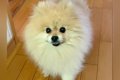 出かける前、犬に『…の画像