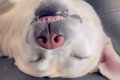 爆睡している大型犬…の画像