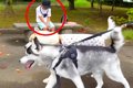 大型犬は『3ヵ月会っ…の画像