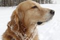 犬にも保湿が重要！…の画像