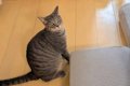 『にゃーん』と猫に…の画像