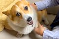 犬が家族に『愛され…の画像