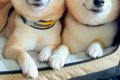 車に乗る2匹の犬→『…の画像