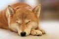柴犬の睡眠時間はど…の画像