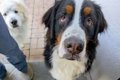 『大型犬を飼うとい…の画像