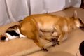 犬が『猫にベッドを…の画像