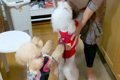 実家へ『2匹の犬を連…の画像