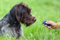 犬のしつけに「音」…の画像