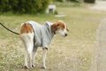 犬の『くしゃみが止…の画像