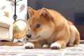 犬に『こんにちは』…の画像