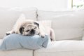 犬が『放っておいて…の画像