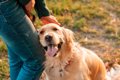 犬が幸せを感じてい…の画像