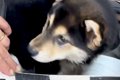 『真っ黒な毛の子犬…の画像