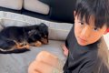 亡き愛犬に似た保護…の画像