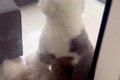 大型犬に『いつもよ…の画像
