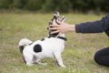 犬からの第一印象が…の画像