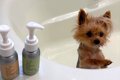 小型犬をシャンプー…の画像