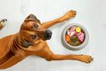 犬がご飯を食べてく…の画像