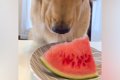 スイカの食べ方を忘…の画像