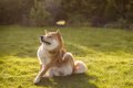 犬の天敵『マダニ』…の画像