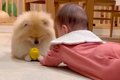 赤ちゃんと犬が一緒…の画像