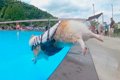 夏の水泳教室で特訓…の画像