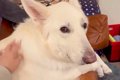 『カッコイイ大型犬…の画像