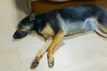 パパに『ベッドで一…の画像