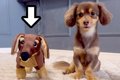 犬に『自分にそっく…の画像