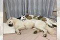 大型犬あるある！？…の画像