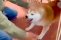 父が触るとブチギレ…の画像