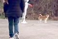 渋々散歩する犬の前…の画像