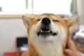 犬を『リラックス』…の画像