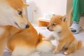 犬の赤ちゃんが『お…の画像